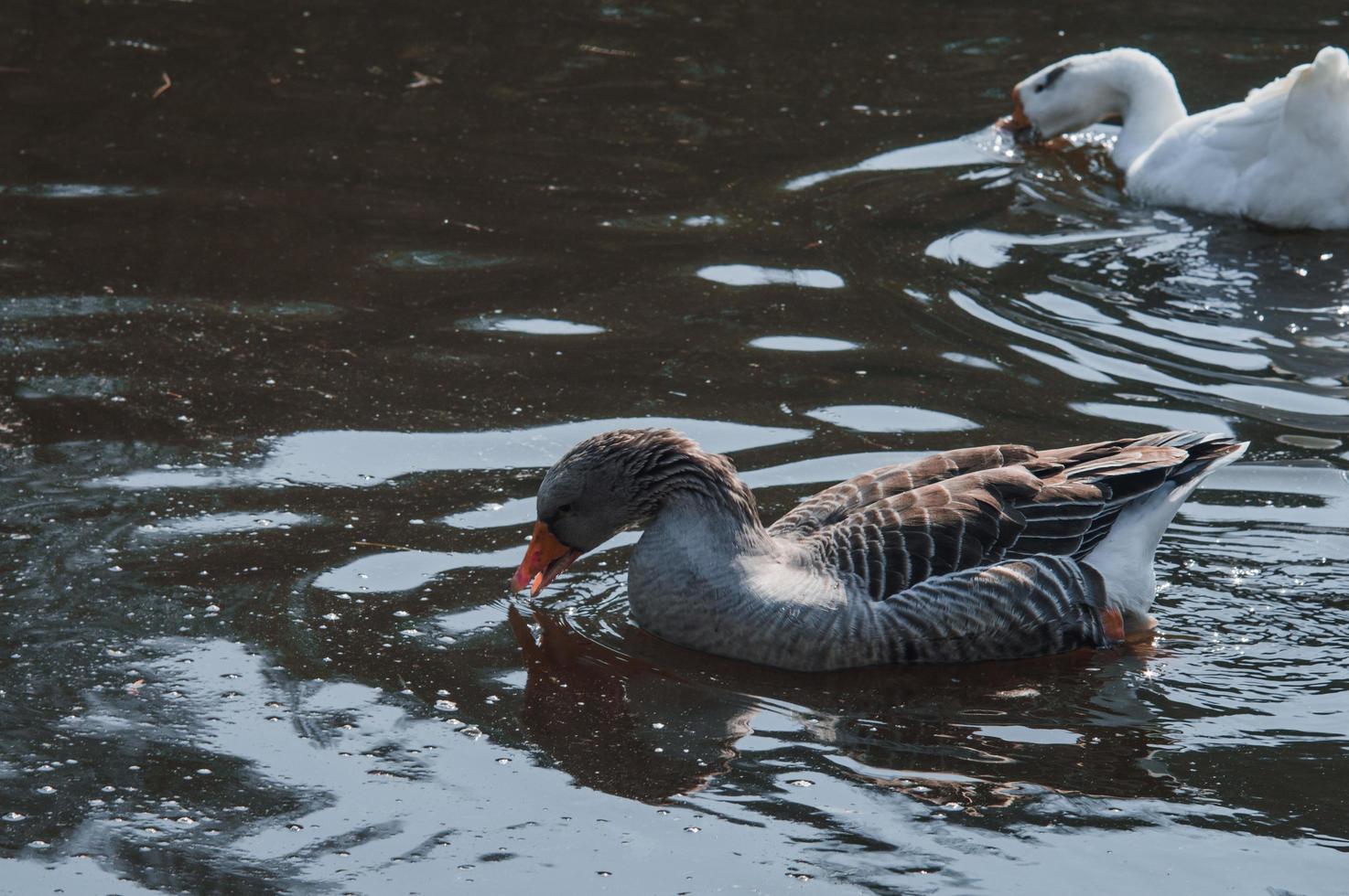 bandada de gansos salvajes comiendo en el río foto