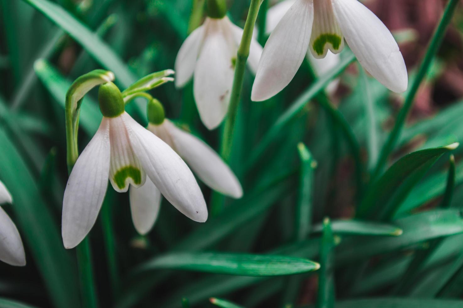 White snowdrops closeup with blurred background photo