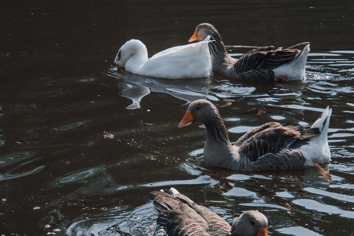 Wild geese flock eating in the river photo