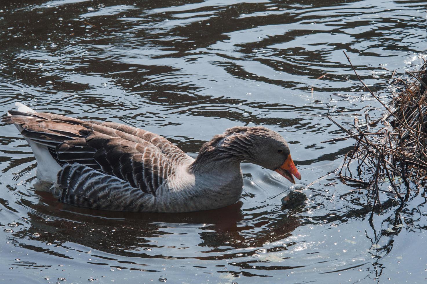 bandada de gansos salvajes comiendo en el río foto