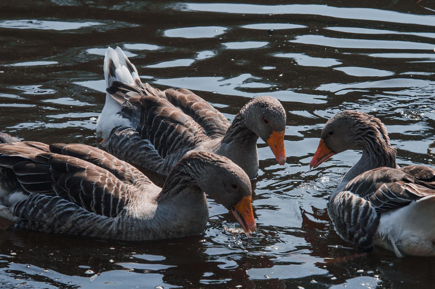 Wild geese flock eating in the river photo