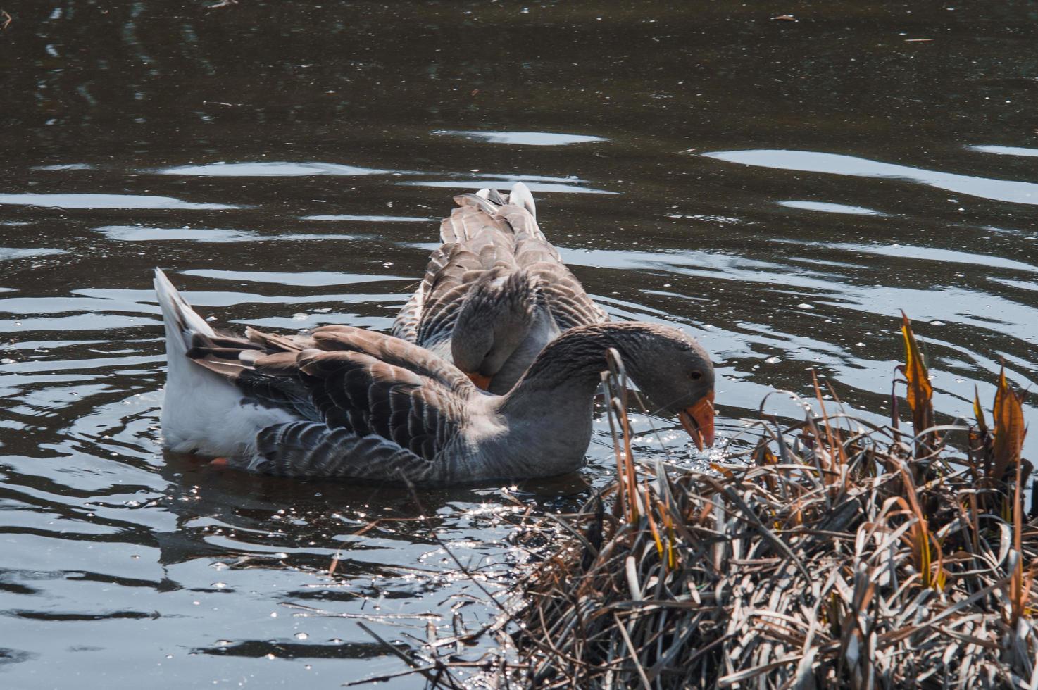 bandada de gansos salvajes comiendo en el río foto