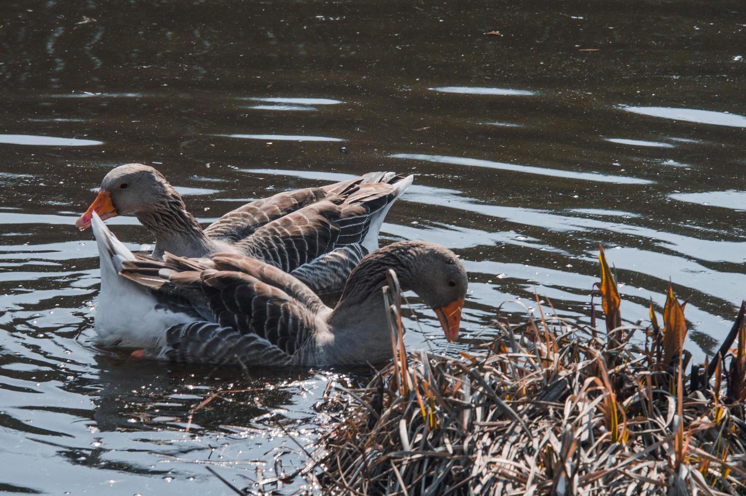 Wild geese flock eating in the river photo