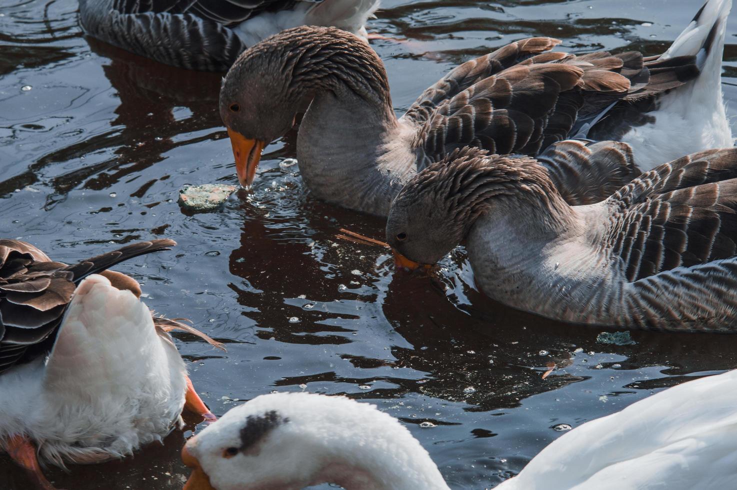 bandada de gansos salvajes comiendo en el río foto