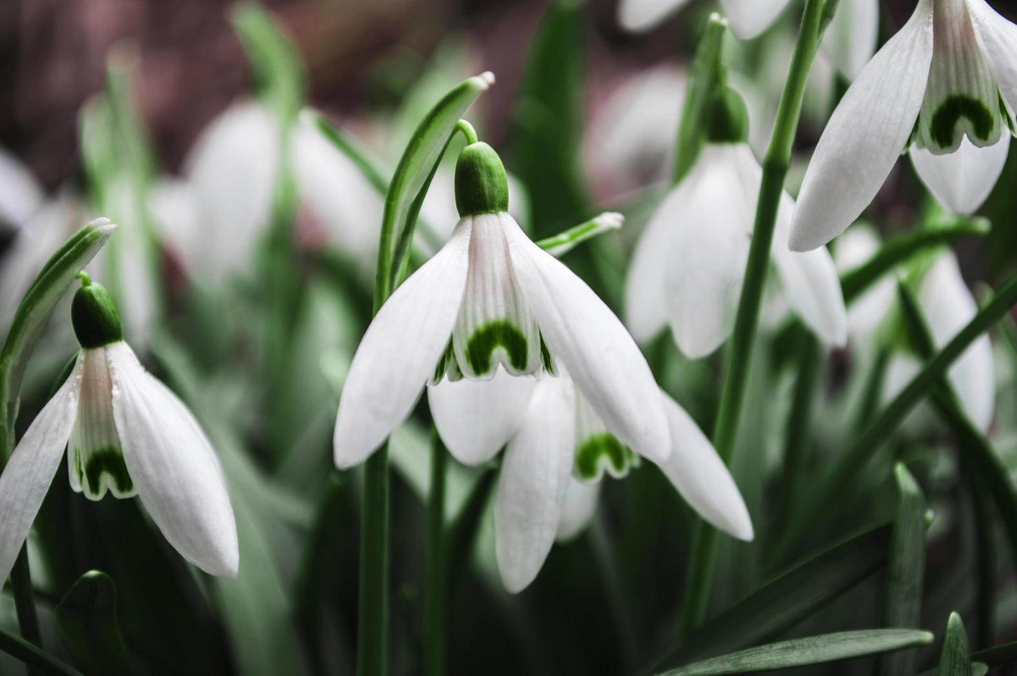 White snowdrops closeup with blurred background photo