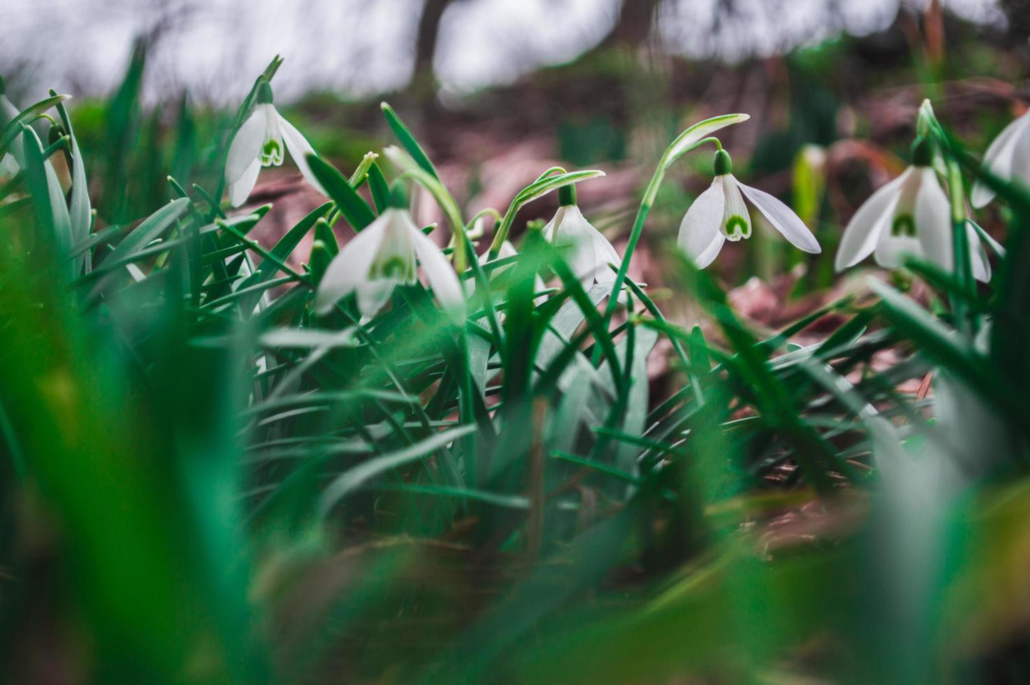 White snowdrops closeup with blurred background photo