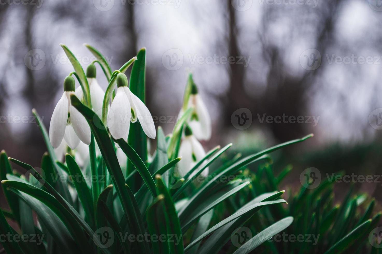 White snowdrops closeup with blurred background photo