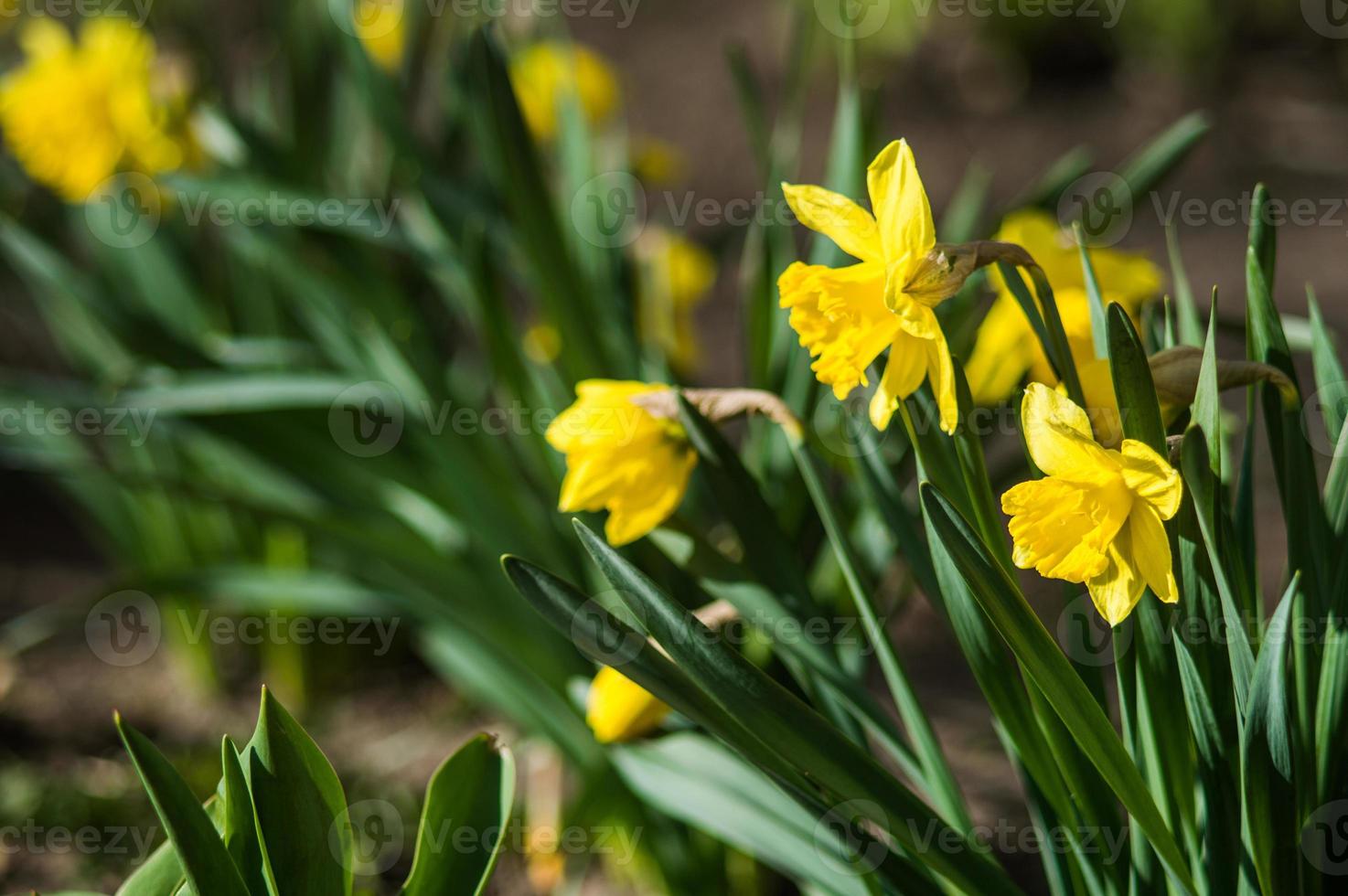 Yellow daffodils closeup on blurred background photo