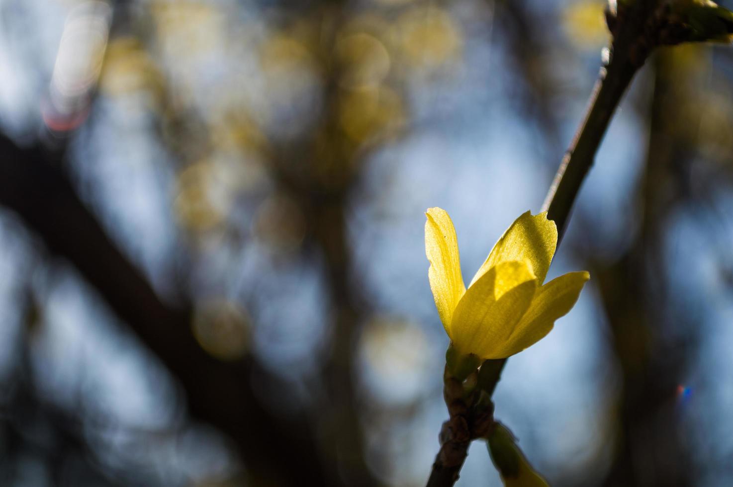 Primeras flores amarillas de forsythia closeup foto