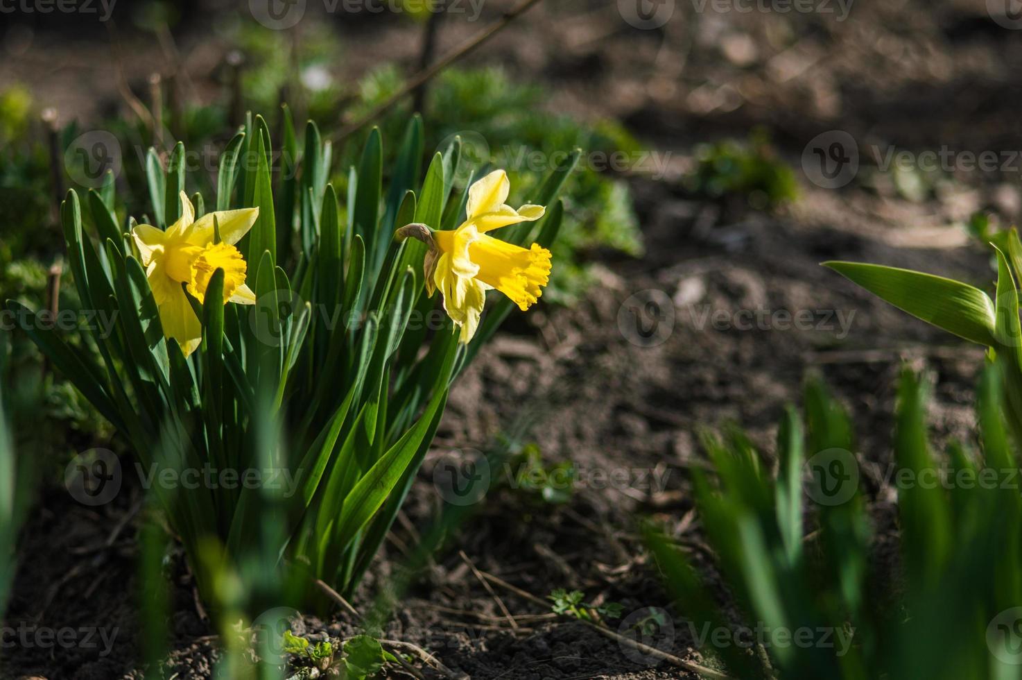 Yellow daffodils closeup on blurred background photo