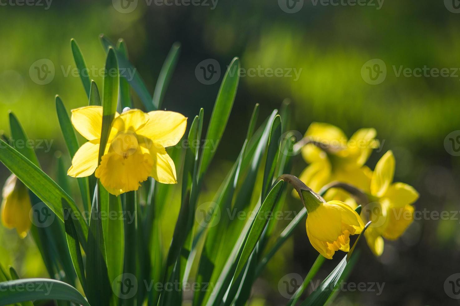 Primer plano de narcisos amarillos sobre fondo borroso foto