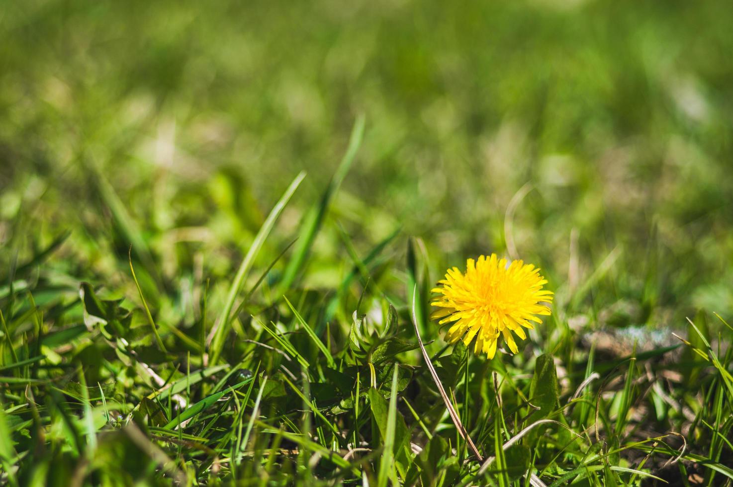 Yellow dandelions closeup on blurred background photo