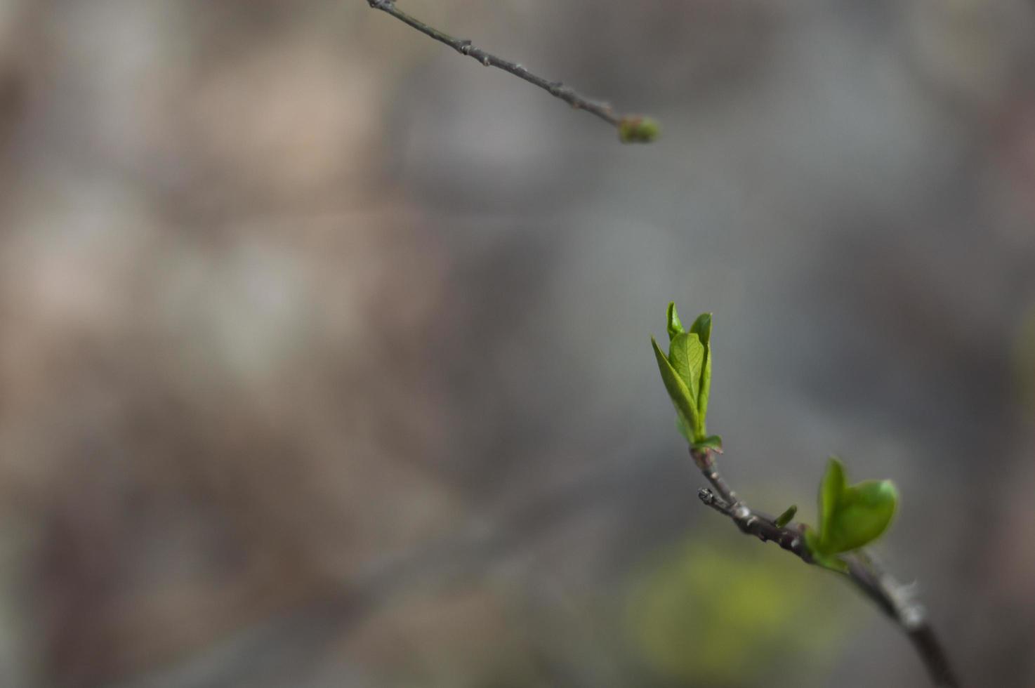First green leaves on branch of tree photo