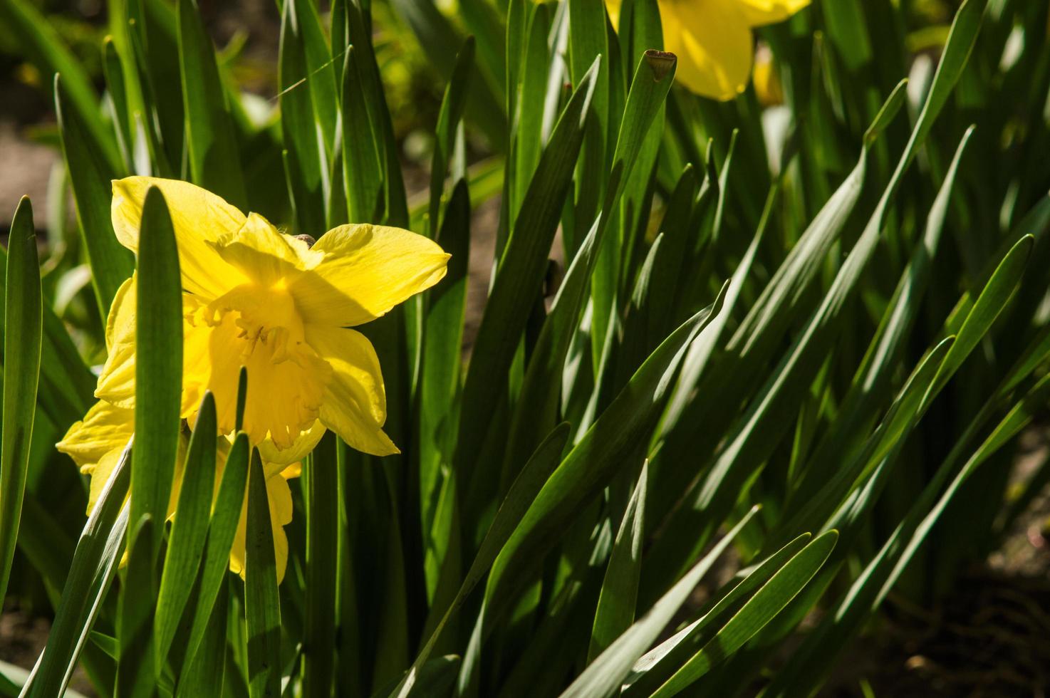 Yellow daffodils closeup on blurred background photo