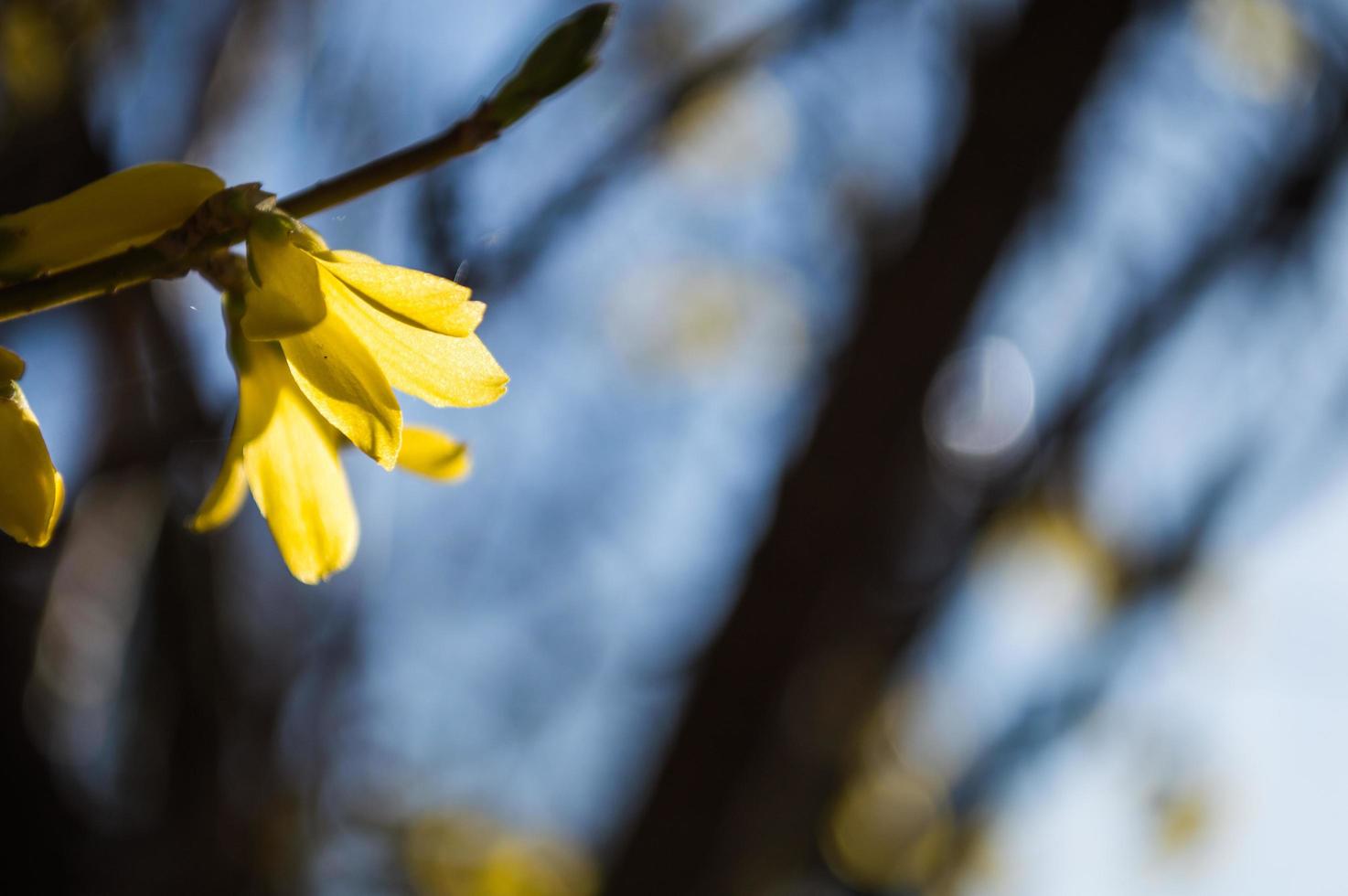 First yellow flowers of Forsythia closeup photo