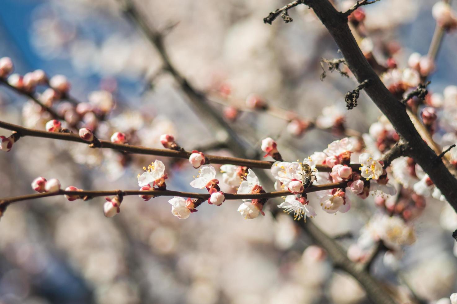 flores de albaricoque con pétalos blancos y rojos foto