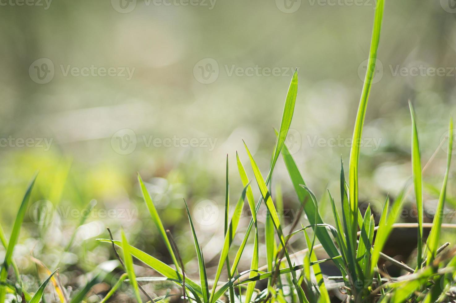 Hierba verde fresca de cerca con bokeh en primavera foto