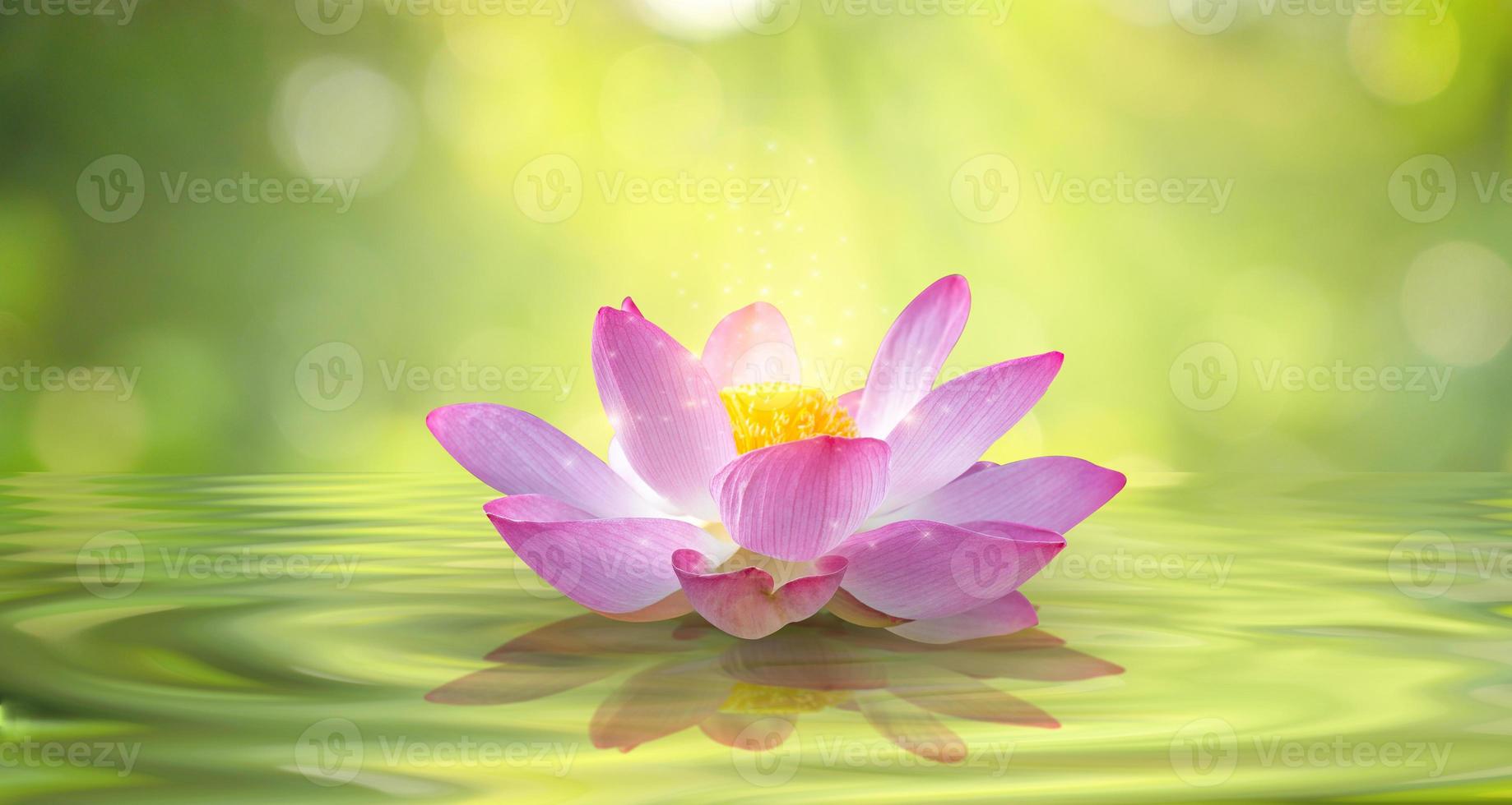 flor de loto rosa floreciente aislado sobre fondo brillante foto