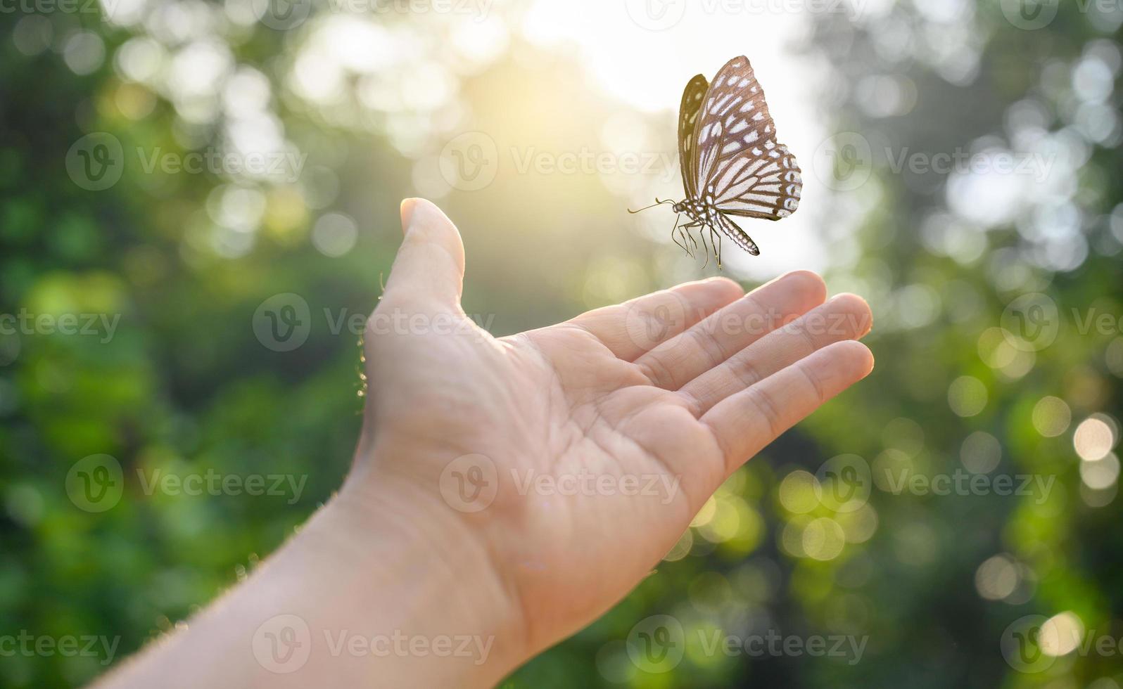 Freeing the butterfly from the moment photo