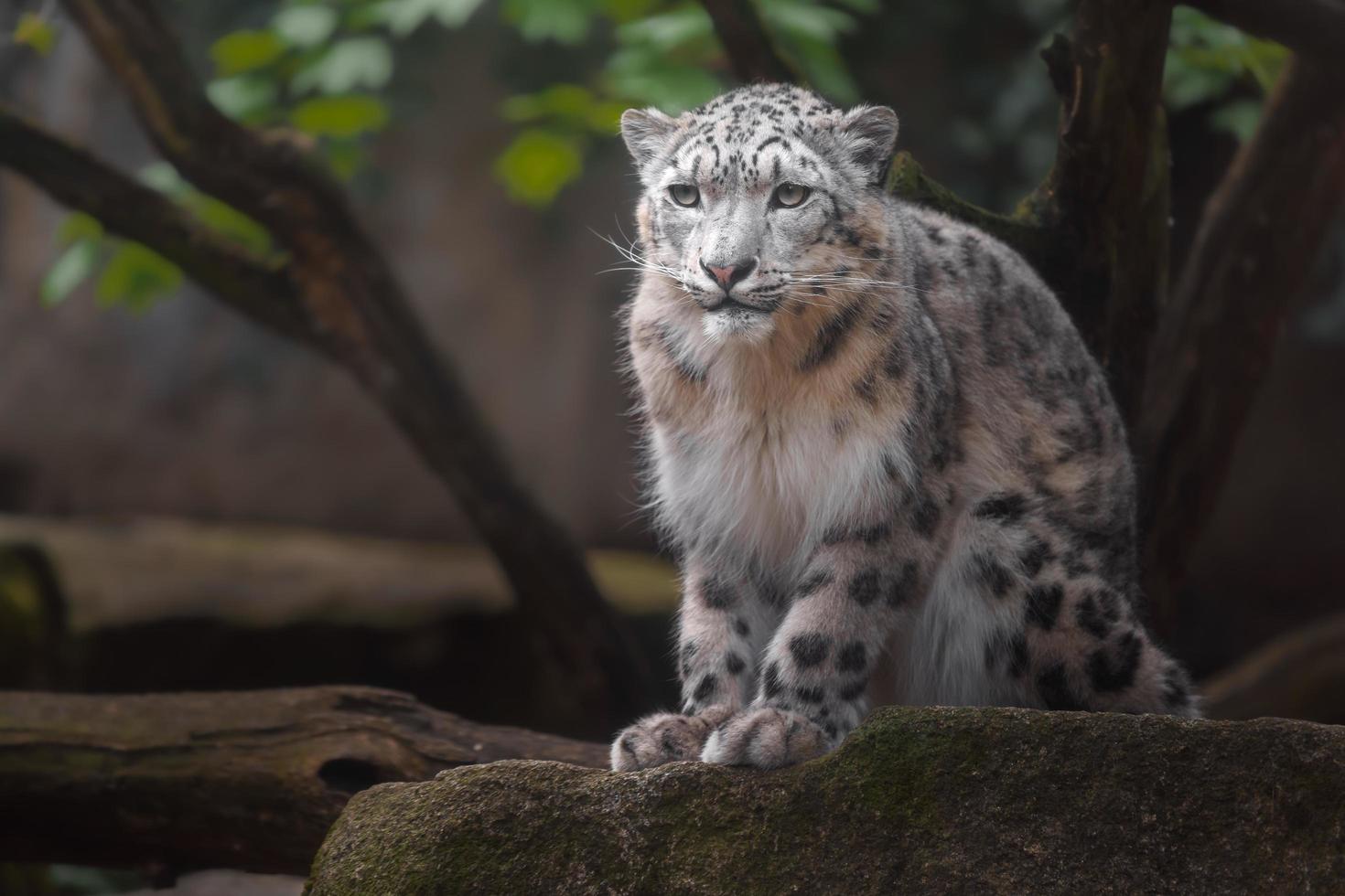 irbis leopardo de las nieves foto