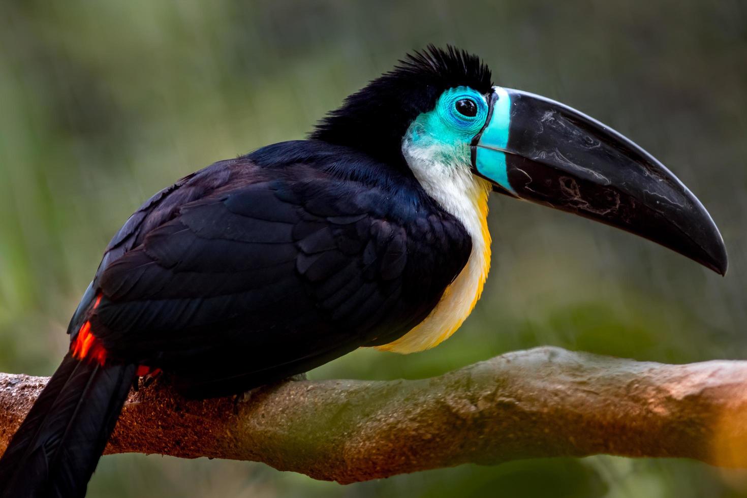 Channel billed toucan photo