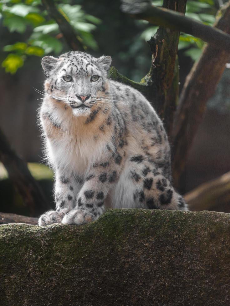 irbis leopardo de las nieves foto