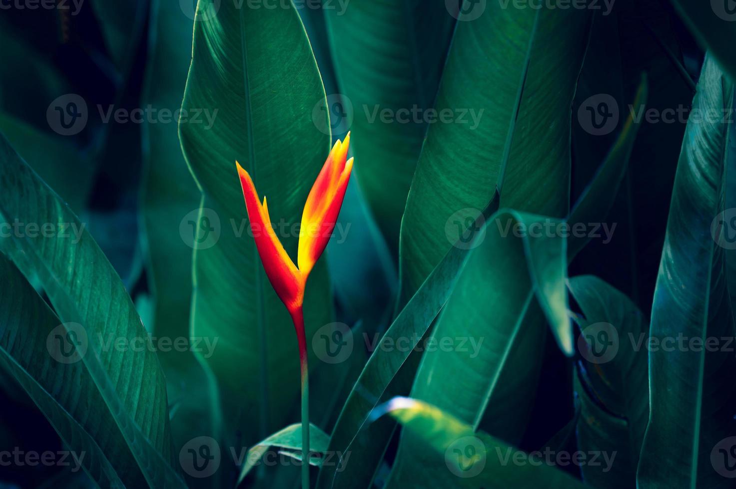 Dark tropical green foliage background photo