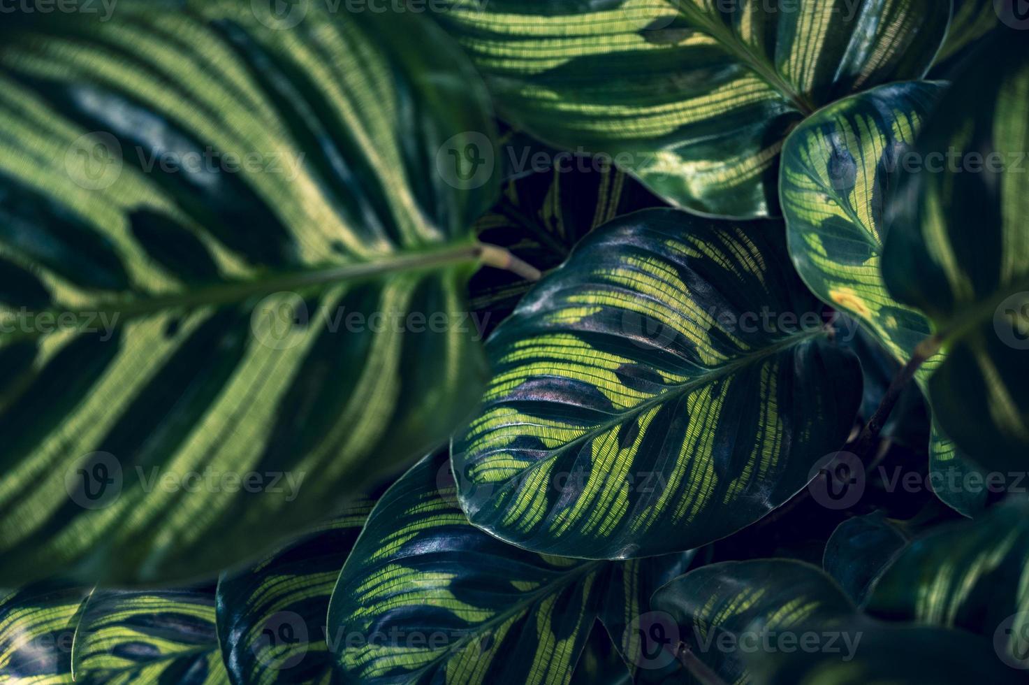 Dark tropical green foliage background photo