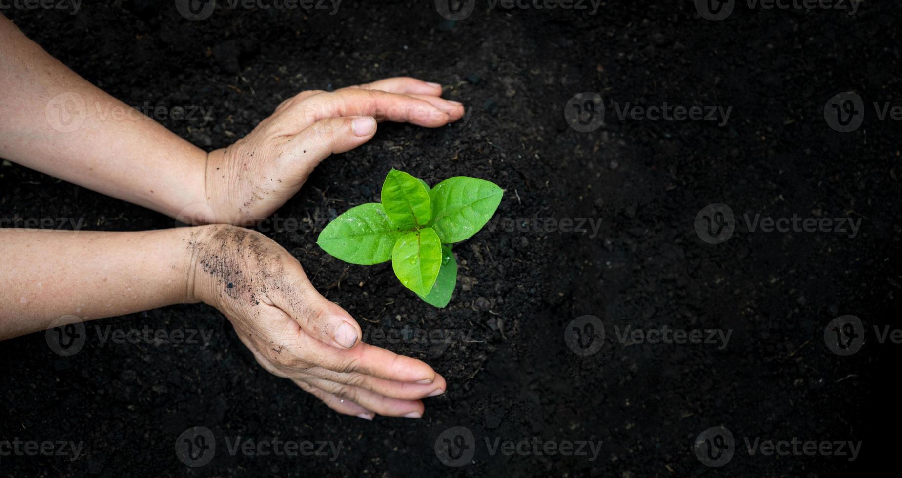 manos regando plantas foto