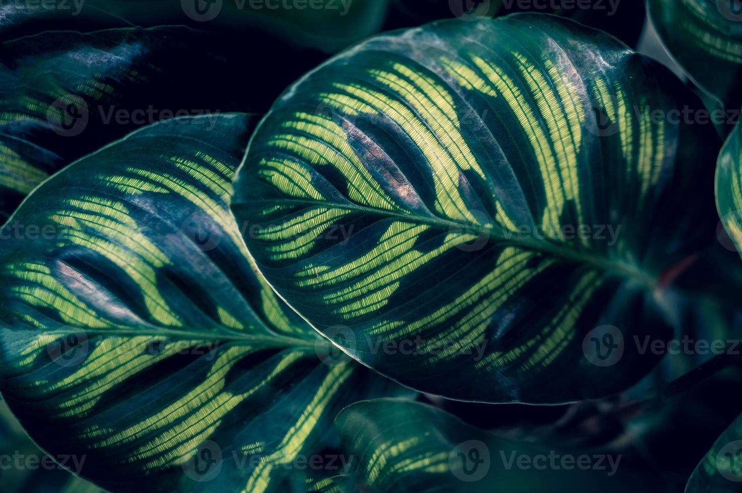 Dark tropical green foliage background photo