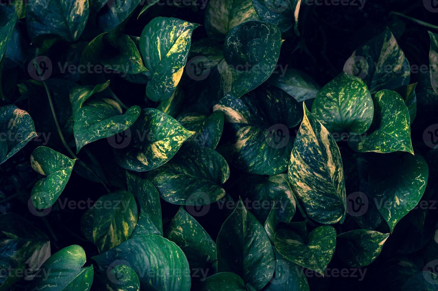 Dark tropical green foliage background photo