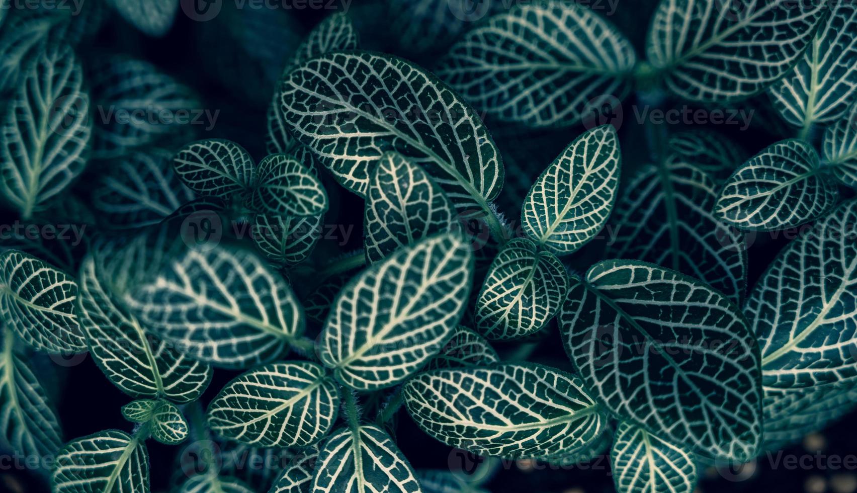 fondo de follaje verde tropical oscuro foto