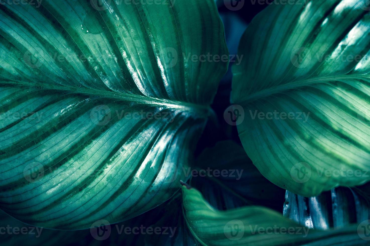 Dark tropical green foliage background photo