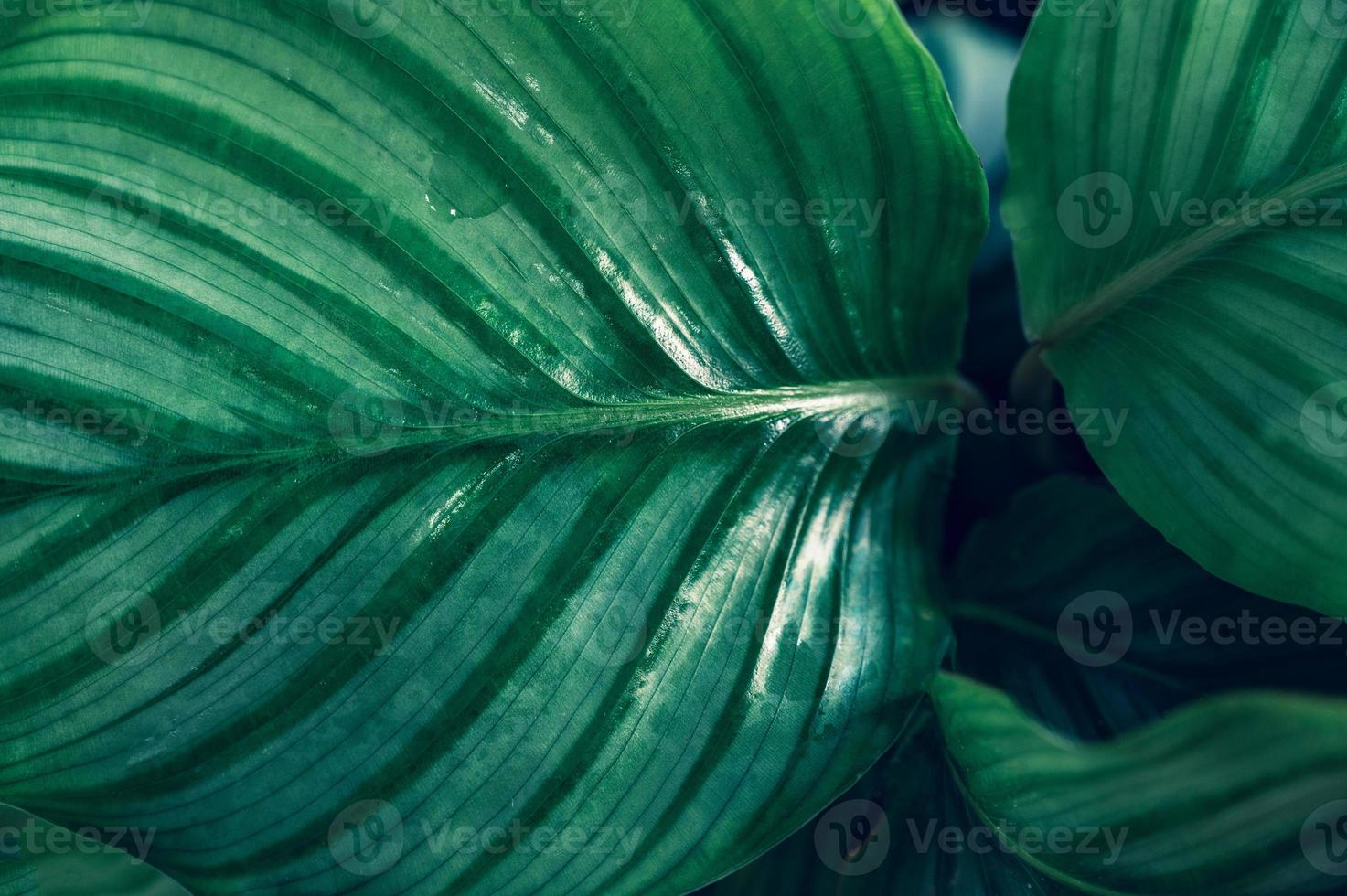 Dark tropical green foliage background photo