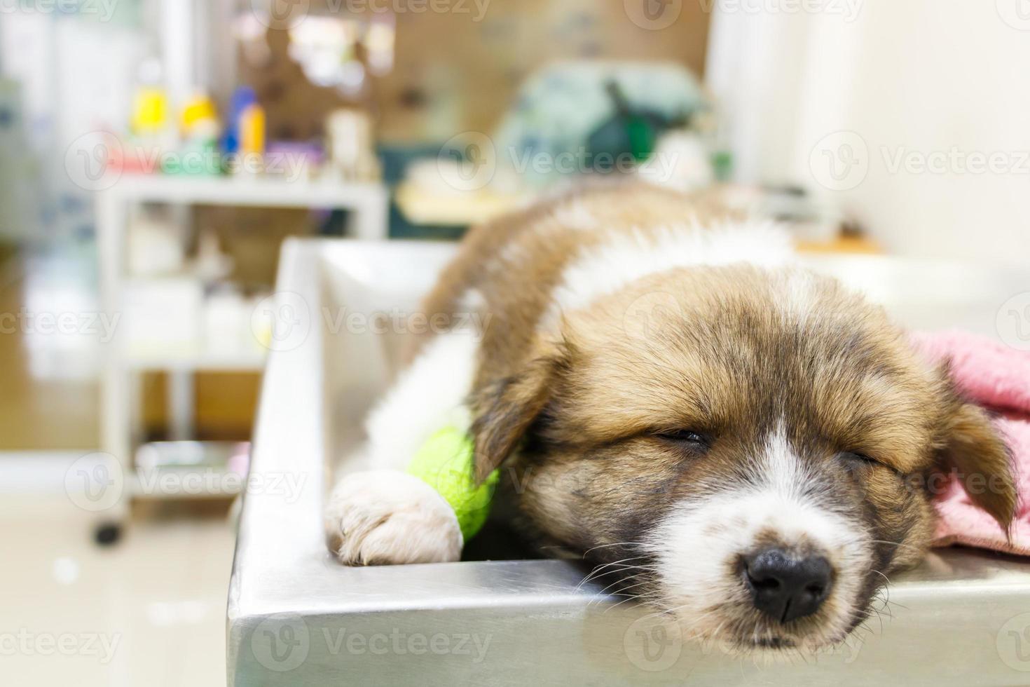Lindo cachorro de perro bangkaew tailandés enfermo y dormir en la mesa de operaciones en la clínica veterinaria foto