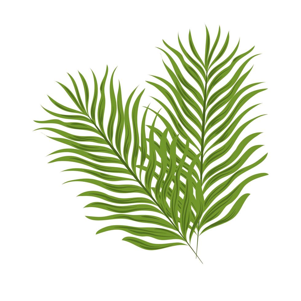 palm branch tropical vector