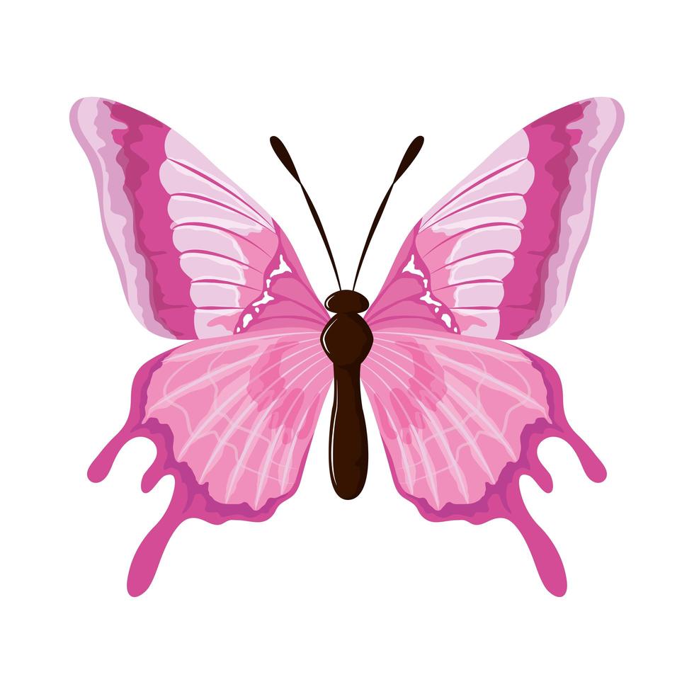 watercolor pink butterfly vector