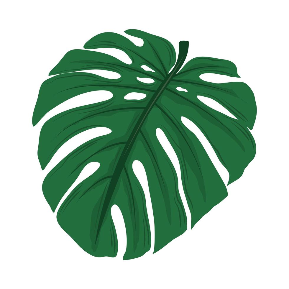 tropical leaf palm vector