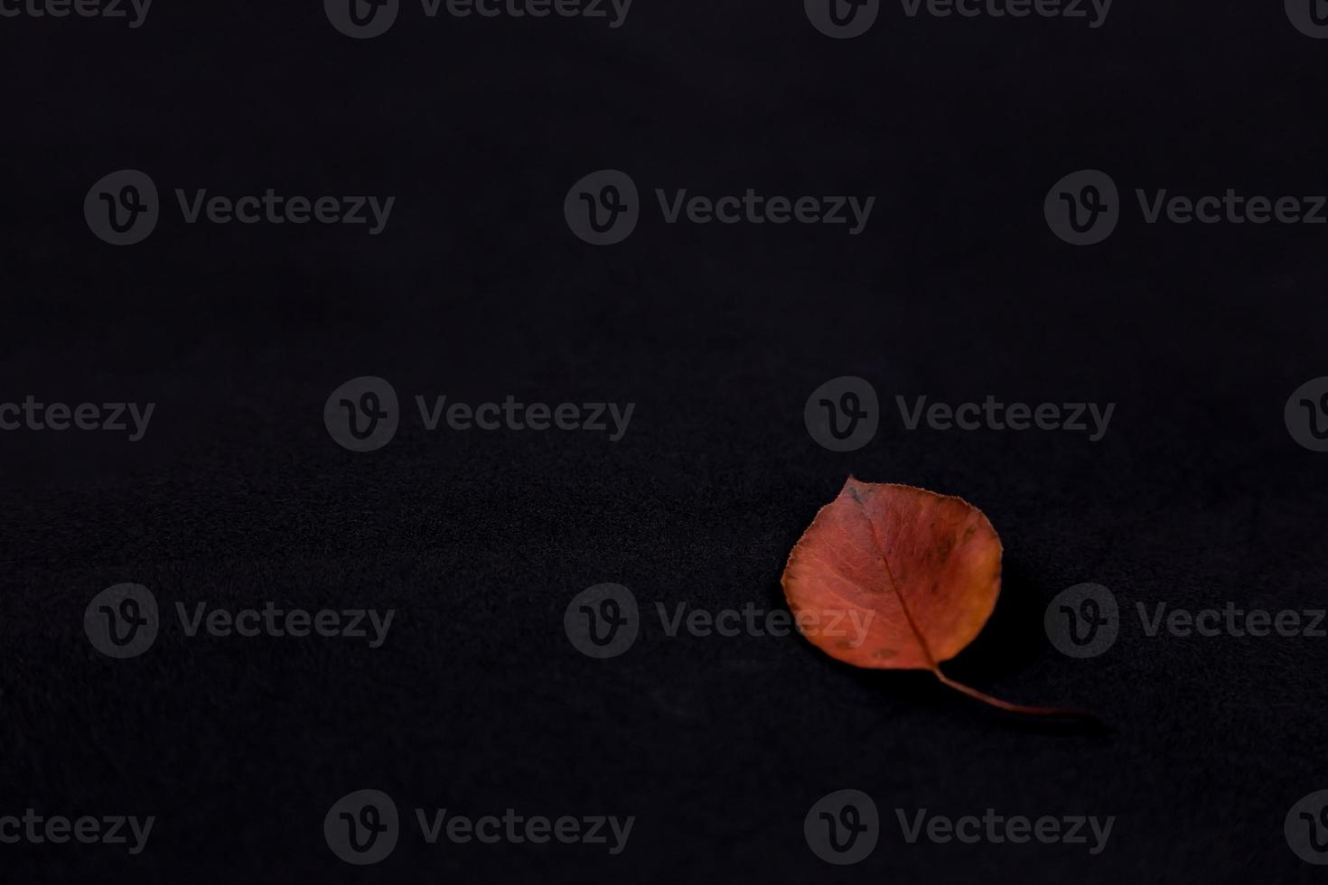 Red leaf on black background photo