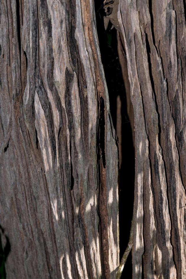 textura de madera de fondo foto