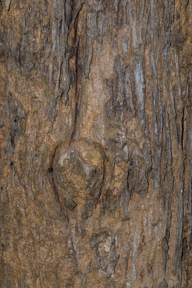 wooden textured of a tree photo