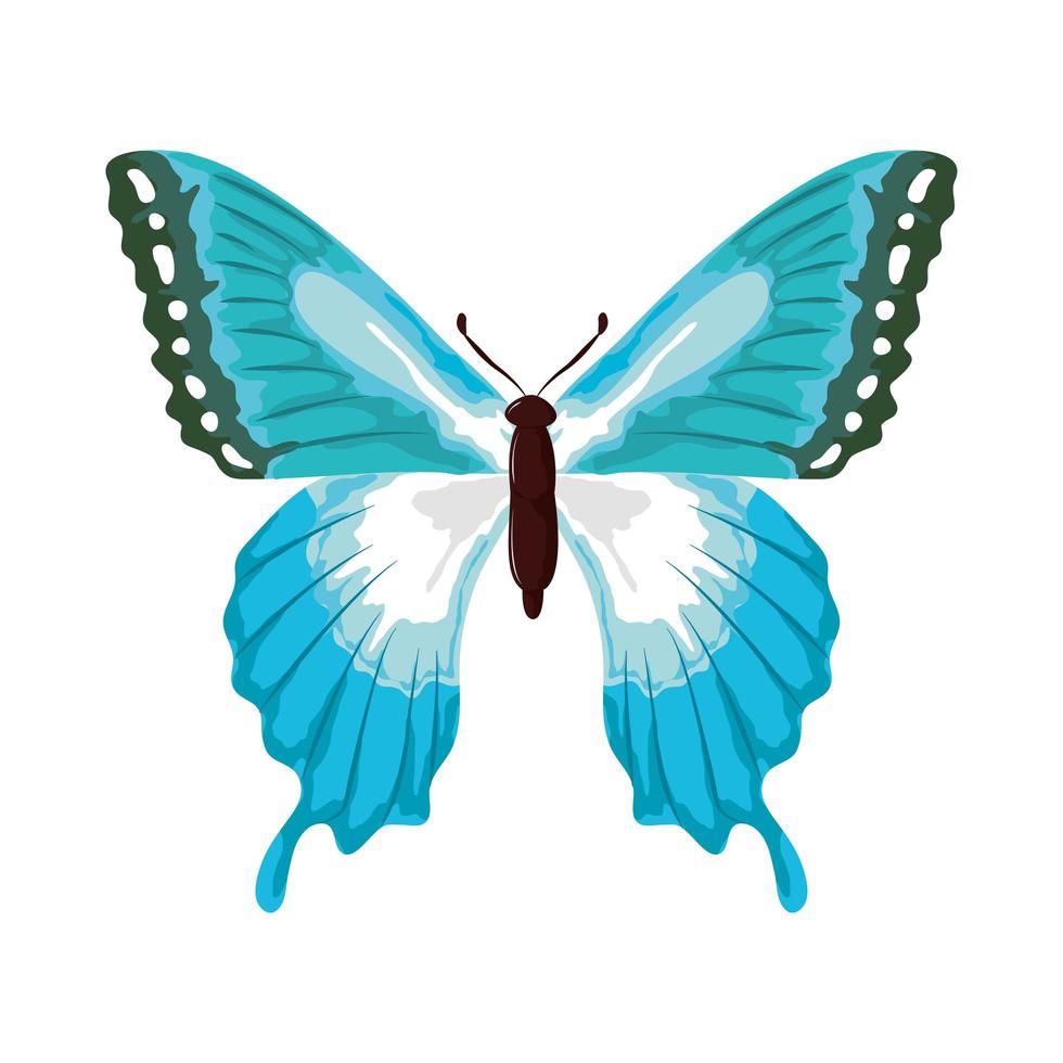 butterfly watercolor style vector