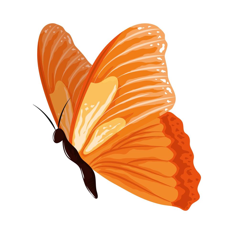 beautiful watercolor butterfly vector