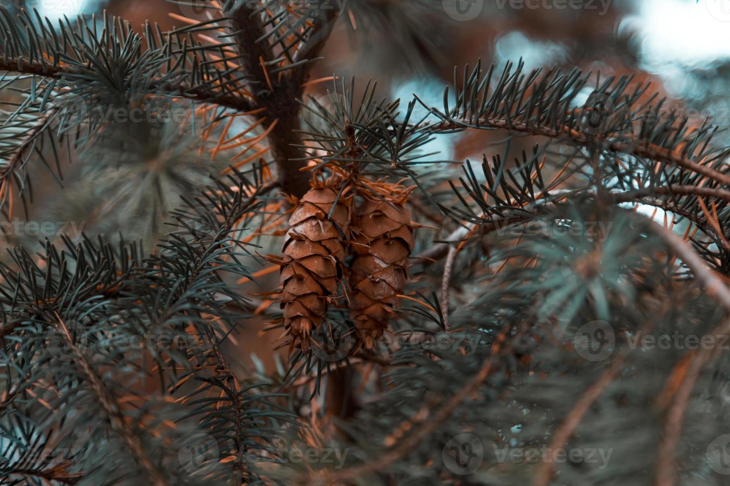 Cones on the branches of a large spruce photo