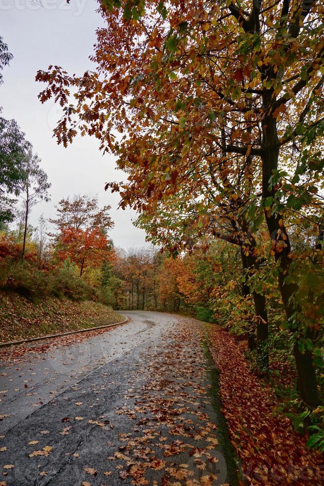 road with brown trees in autumn season photo