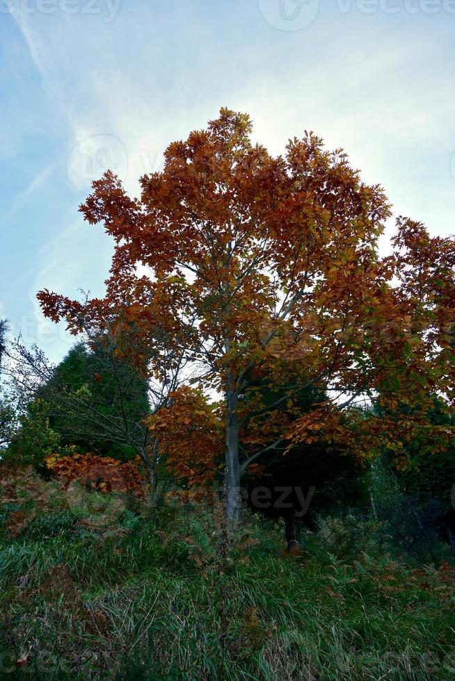 árboles con hojas marrones en la temporada de otoño foto