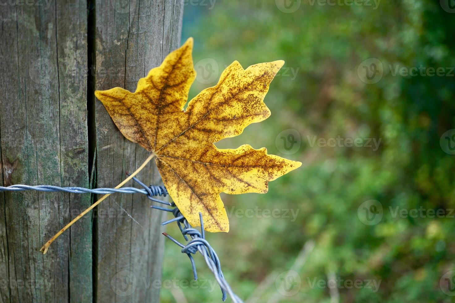 hojas amarillas en la temporada de otoño foto