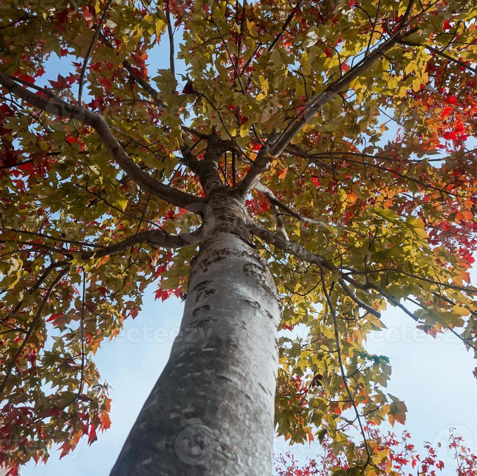 árboles con hojas rojas en la temporada de otoño foto