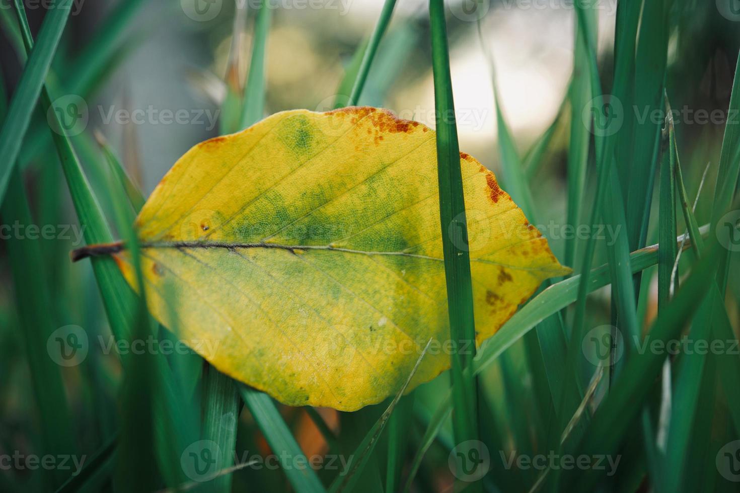 hoja amarilla en la naturaleza en la temporada de otoño foto