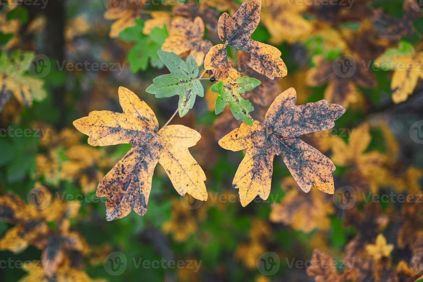 hojas de los árboles amarillos en la temporada de otoño foto
